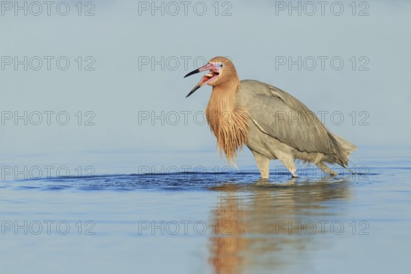 Reddish Egret (Egretta rufescens), Florida, USA