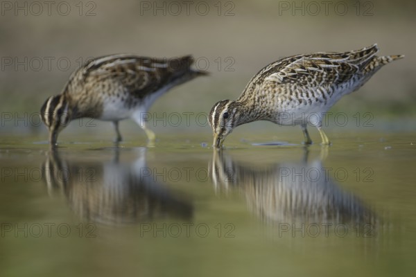 Common Snipe (Gallinago gallinago), Thuringia, Germany