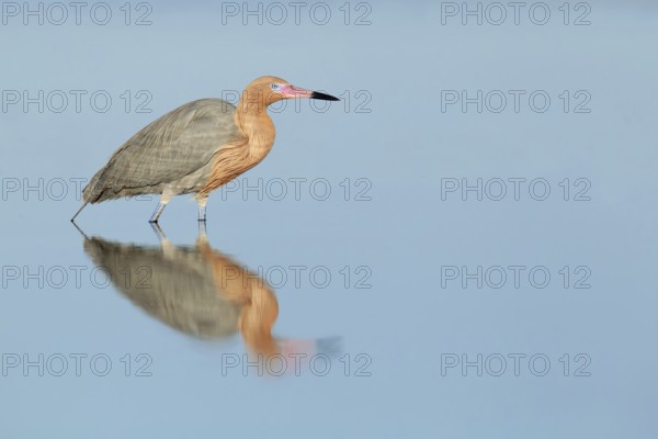 Reddish Egret (Egretta rufescens), Florida, USA