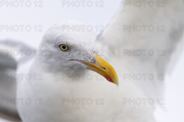 European Herring Gull (Larus argentatus), Norway