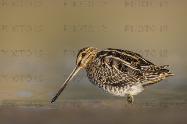 Common Snipe (Gallinago gallinago) foraging, North Rhine-Westphalia, Germany
