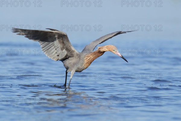 Reddish Egret (Egretta rufescens), Florida, USA