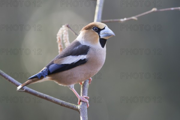 Hawfinch - Kernbeisser - Coccothraustes coccothraustes, Germany