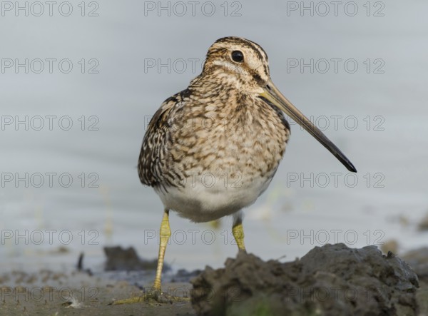 Common Snipe (Gallinago gallinago), Schleswig-Holstein, Germany