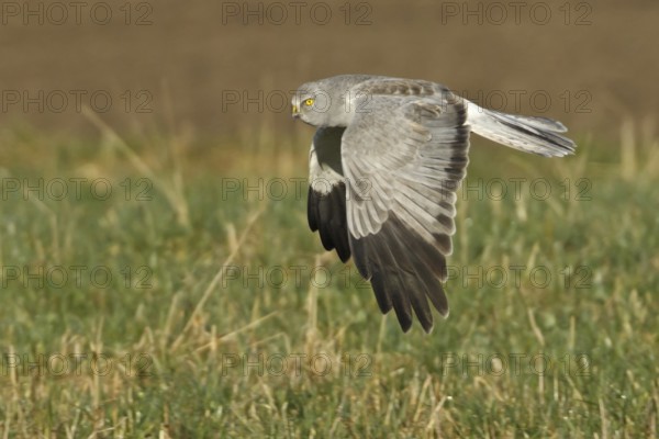 Hen Harrier (Circus cyaneus) male flying, Rhineland-Palatinate, Germany
