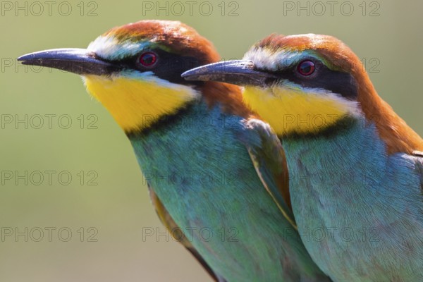European Bee-eater (Merops apiaster) pair, Saxony-Anhalt, Germany