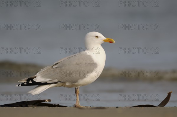 European Herring Gull (Larus argentatus), Schleswig-Holstein, Germany
