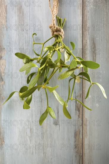 Branch of Mistletoe tied on grunge background. Nature background. Christmas plant