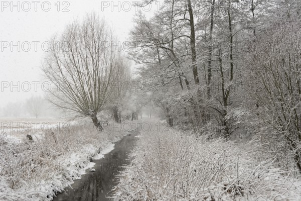 Along the Strempe... Strümper Bruch (Meerbusch), surprising onset of winter with heavy snowfall in a small nature reserve on the Lower Rhine, popular local recreation area just outside Düsseldorf, old floodplain landscape on the Rhine, local nature, landscapes in the snow, rare weather conditions in the Rhineland, Lower Rhine, Meerbusch, North Rhine-Westphalia, Germany, Western Europe