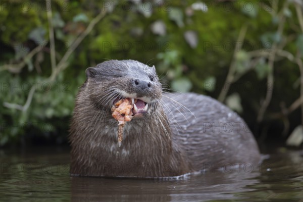 Eurasian otter (Lutra lutra) adult animal eating a fish in a river, England, United Kingdom