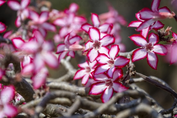 Multiflorous desert rose (Adenium multiflorum) also known as Sabi star, many pinkish white flowers, Kruger National Park, South Africa