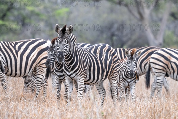 Steppe zebra (Equus quagga), mother and young, herd in dry tall grass, Kruger National Park, South Africa