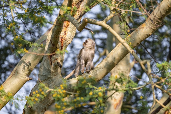 Southern vervet monkey (Chlorocebus pygerythrus) sitting on the branch of an acacia tree, Kruger National Park, South Africa