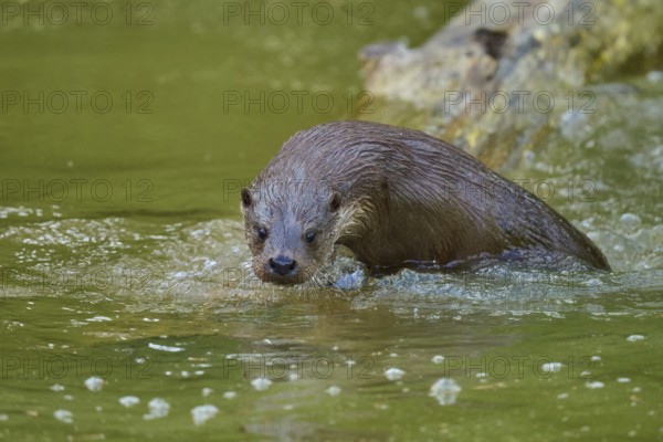 European otter (Lutra lutra), moving through the water near a tree trunk, Germany