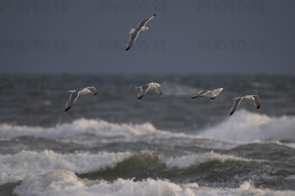 Herring gulls (Larus argentatus) in flight over the surf looking for starfish, Hvide Sande, North Sea, Denmark