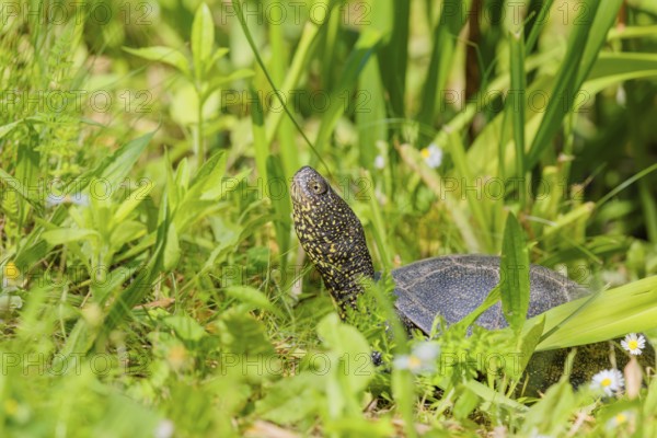 A European pond turtle (Emys orbicularis), makes its way through the green meadow next to the pond