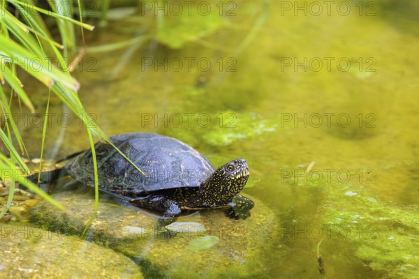 A European pond turtle (Emys orbicularis) rests in shallow water on a stone lying in the pond, surrounded by green riparian vegetation