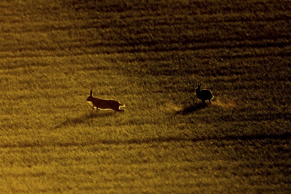 European brown hare (Lepus europaeus) silhouette of two adult animals running in a farmland field at sunset, England, United Kingdom