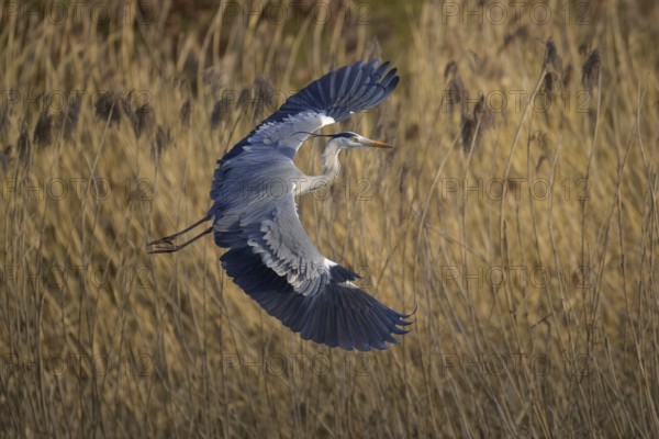 Grey heron (Ardea cinerea), adult heron in flight in front of reeds, evening light, Neckar valley, Baden-Württemberg, Germany