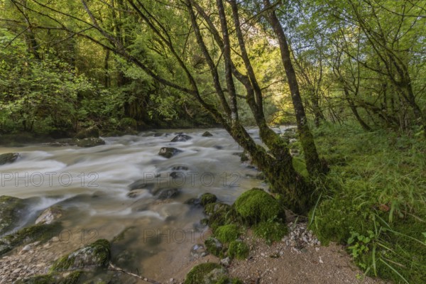 A river flows through a lively forest with smooth rocks that are partially submerged in the water. The sunlight filters through the trees and creates a peaceful atmosphere in the natural surroundings. Jura, France
