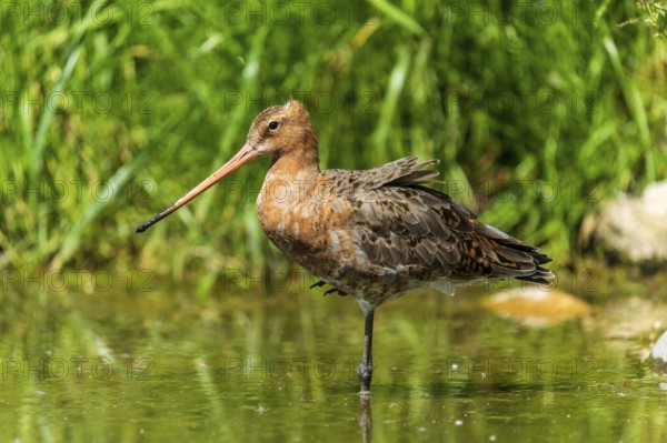 Standing snipe bird in a body of water surrounded by green vegetation, black-tailed godwit (Limosa limosa), France