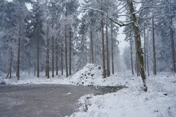 Snow-covered forest reserve Ballmoos, high moor in the mist, Lieliwald, Lindenberg, Horben, Canton Lucerne, Switzerland