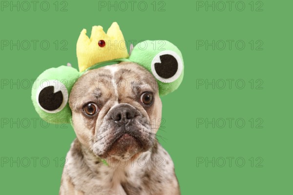 Funny French Bulldog dog wearing frog costume headband with crown and big eyes on green background with copy space