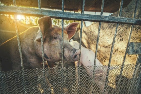 Closeup of beautiful caged pig in a home-made pig farm