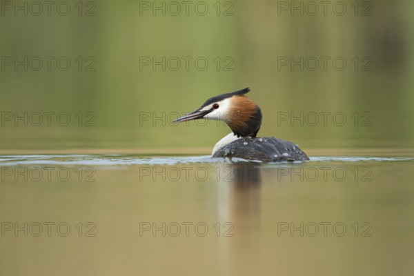 Great Crested Grebe (Podiceps cristatus), North Rhine-Westphalia, Germany