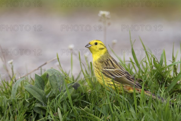 Yellowhammer - Goldammer - Emberiza citrinella ssp. citrinella, Poland