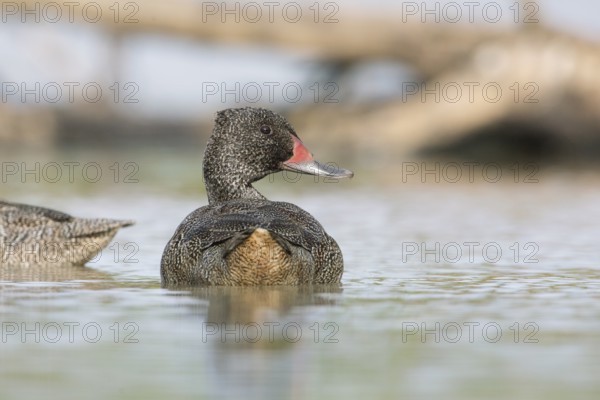 Freckled Duck (Stictonetta naevosa) male, Victoria, Australia