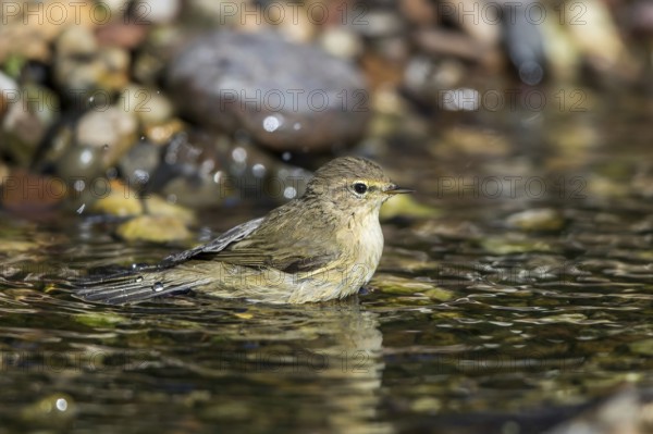 Common Chiffchaff (Phylloscopus collybita) bathing in a little stream, Mecklenburg-Western Pomerania, Germany