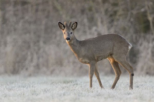Western Roe Deer (Capreolus capreolus) buck with velvet antler in frosty grassland, North Rhine-Westphalia, Germany