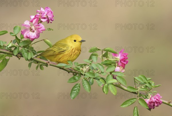 American Yellow Warbler (Setophaga aestiva) male perched on a flowering branch, Texas, USA