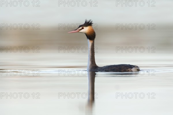 Australasian Crested Grebe (Podiceps cristatus australis), Victoria, Australia