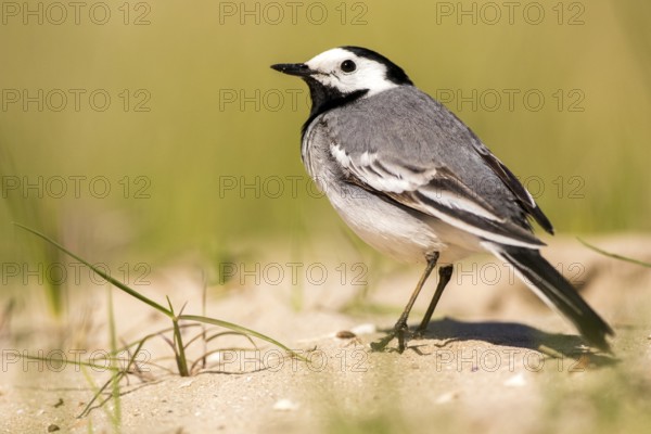 White Wagtail (Motacilla alba), Romania