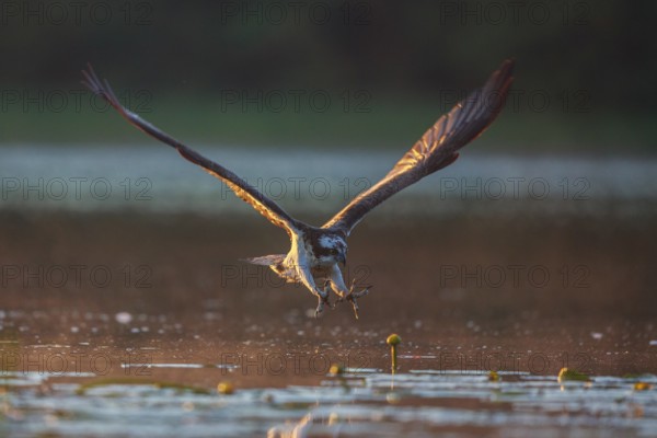 Western Osprey (Pandion haliaetus) striking at fish, Poland