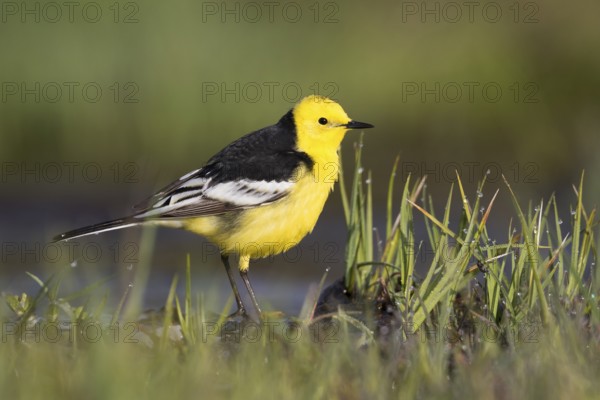 Citrine Wagtail - Zitronenstelze - Motacilla citreola ssp. calcarata, Kyrgyzstan, adult male