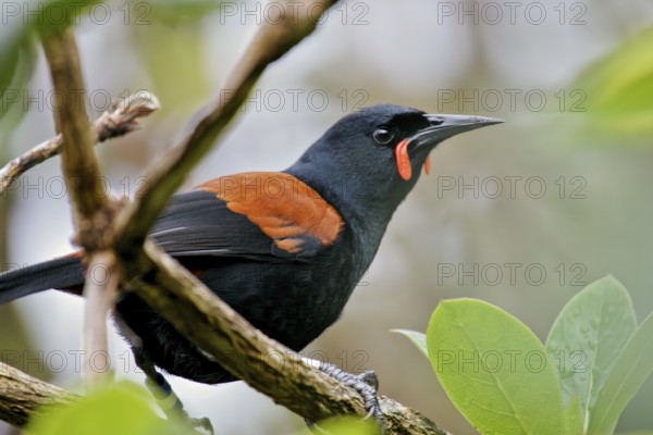 South Island Saddleback (Philesturnus carunculatus), Stewart Island, New Zealand