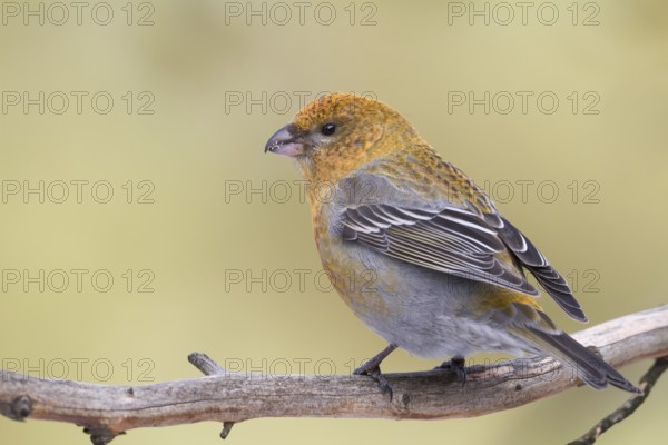 Pine Grosbeak - Hakengimpel - Pinicola enucleator, Finland