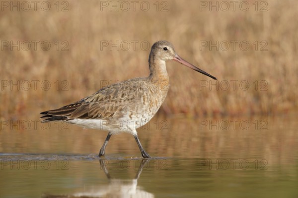 Black-tailed Godwit (Limosa limosa), Western Australia, Australia