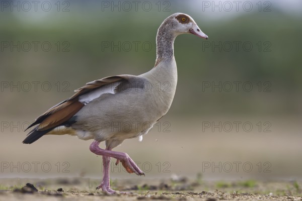 Egyptian Goose (Alopochen aegyptiaca), North Rhine-Westphalia, Germany