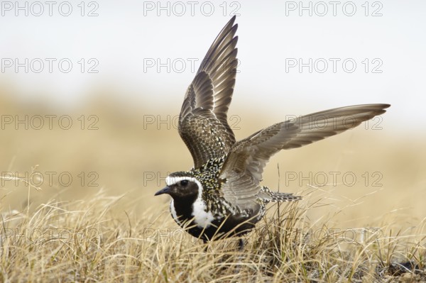 American Golden Plover (Pluvialis dominica), Alaska, USA