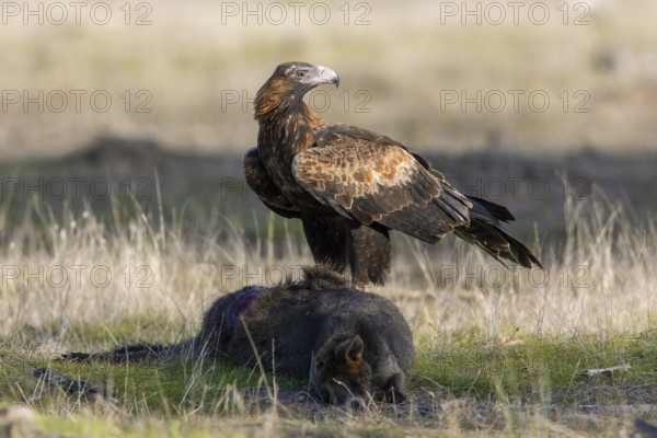 Wedge-tailed Eagle (Aquila audax) on the carcass of a Swamp Wallaby (Wallabia bicolor), Victoria, Australia