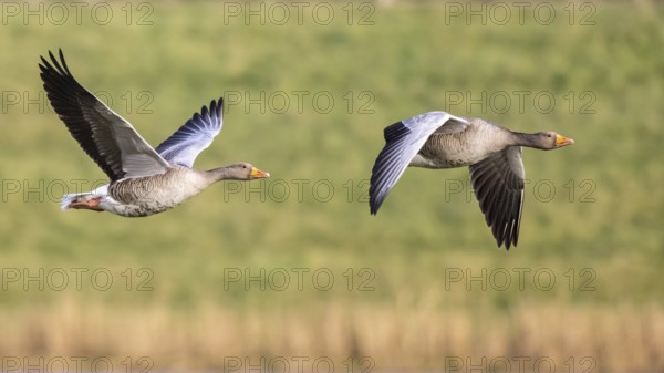 Greylag Goose (Anser anser) flying, Netherlands