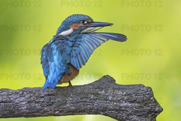 Common Kingfisher (Alcedo atthis) perched on a branch, Saxony-Anhalt, Germany