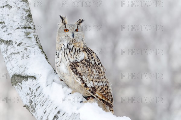 Winter scene with Big Eastern Siberian Eagle Owl, Bubo bubo sibiricus, sitting in the birch tree with snow in the forest