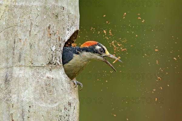 Bird cleaning nest hole. Woodpecker from Costa Rica, Black-cheeked Woodpecker, Melanerpes pucherani, bird in the nature habitat, Costa Rica. Animal nesting behaviour