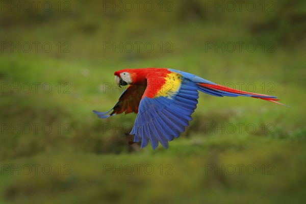 Red parrot in forest. Macaw parrot flying in dark green vegetation. Scarlet Macaw, Ara macao, in tropical forest, Costa Rica. Wildlife scene from tropical nature