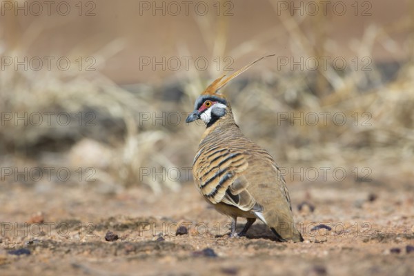 Spinifex Pigeon (Geophaps plumifera) perched on the ground, Queensland, Australia